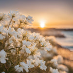 Drift Seaside Candles | Jasmine and Heliotrope-1